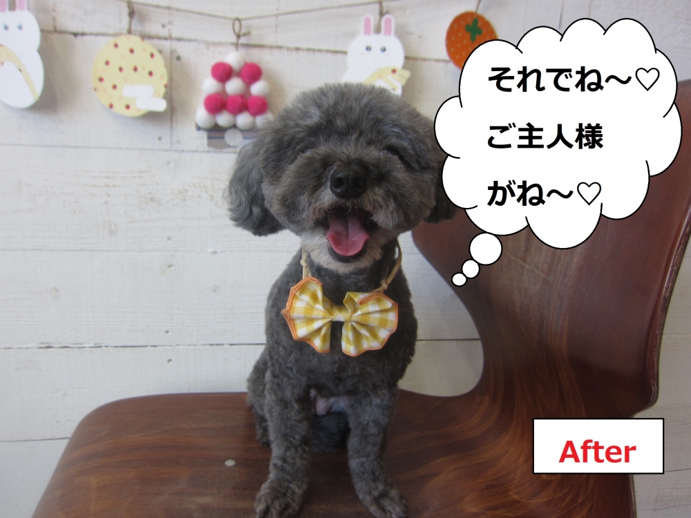 黄リボン笑顔トイプードル