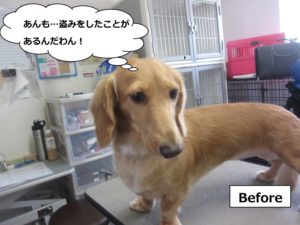 施術前ミニチュアダックス