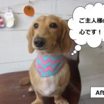 アートなバンダナミニチュアダックス