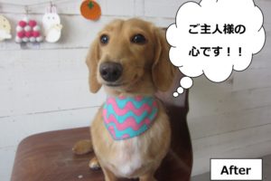 アートなバンダナミニチュアダックス