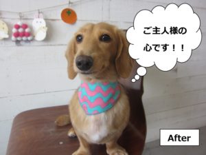 アートなバンダナミニチュアダックス