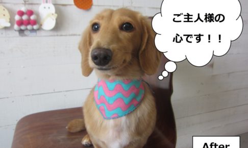 アートなバンダナミニチュアダックス