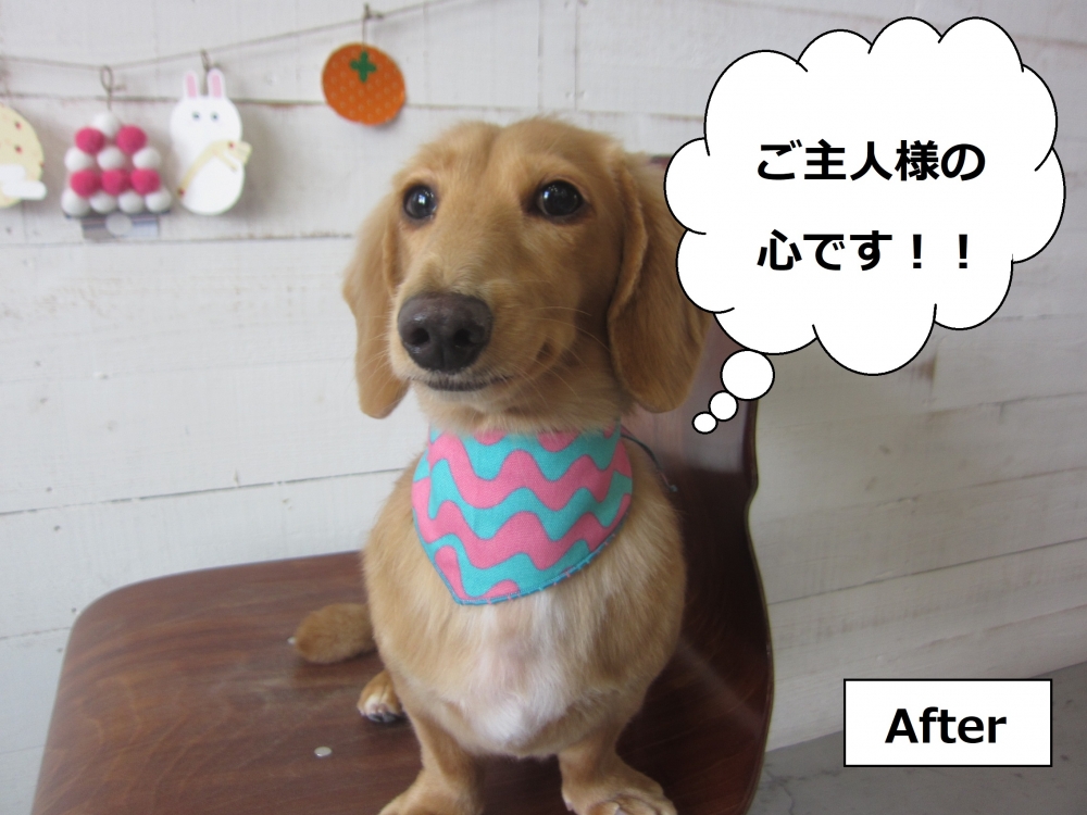 アートなバンダナミニチュアダックス