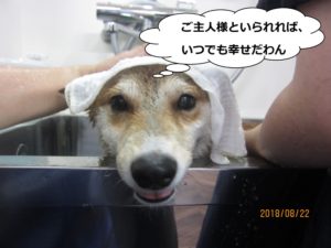 スパ中柴犬