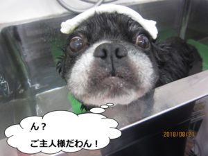 スパ中ミックス犬