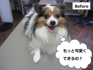 カット前パピヨン