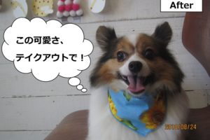 舌出しパピヨン