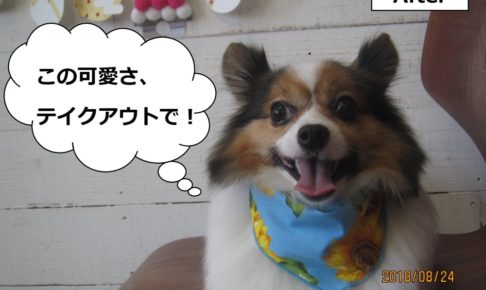 舌出しパピヨン