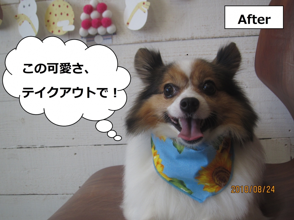 舌出しパピヨン