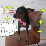 キラキラ黒Mピン