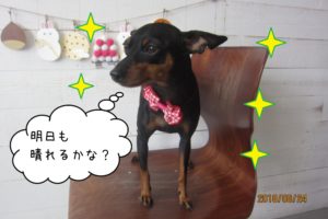 キラキラ黒Mピン