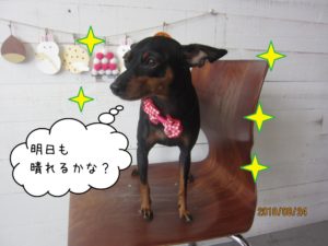 キラキラ黒Mピン