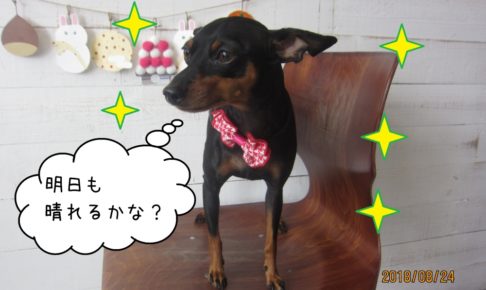 キラキラ黒Mピン