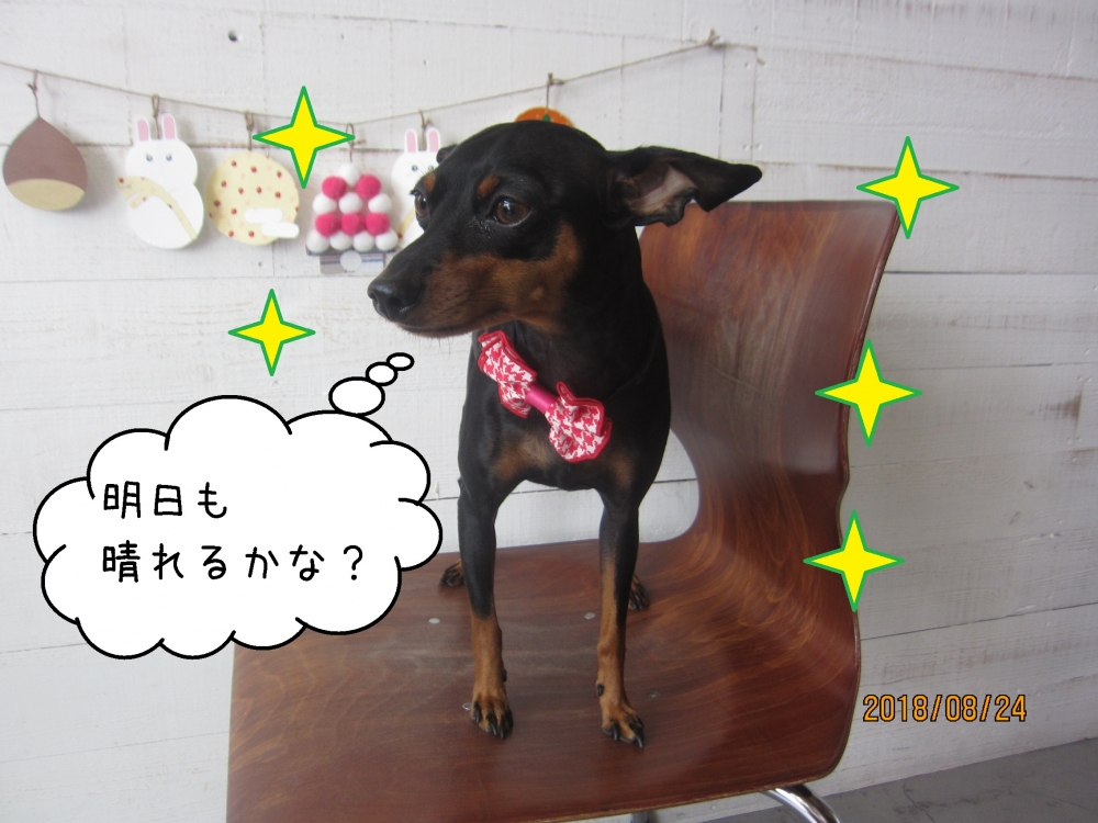 キラキラ黒Mピン