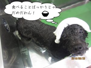 スパ中黒トイプードル