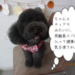 ふわふわ黒トイプードル