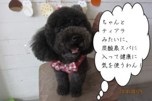 ふわふわ黒トイプードル