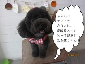 ふわふわ黒トイプードル