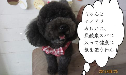 ふわふわ黒トイプードル