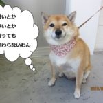 唐草柴犬