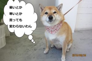唐草柴犬