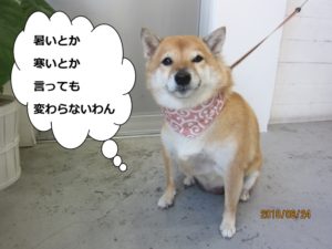 唐草柴犬