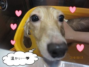 スパ中ミニチュアダックス