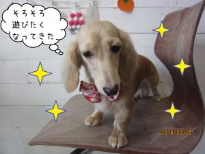 うつむきキラキラミニチュアダックス