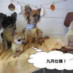 チワワ四人集合