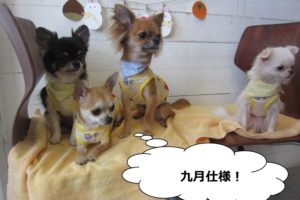 チワワ四人集合