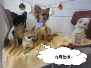 チワワ四人集合