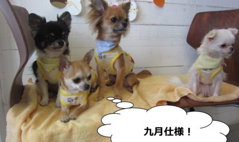 チワワ四人集合