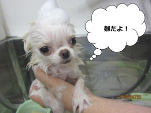 白チワワシャンプー中