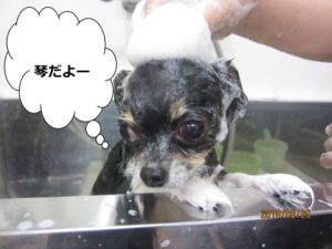 黒チワワシャンプー中