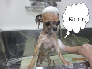 茶チワワシャンプー中