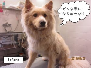 施術前ミックス