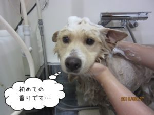 シャンプー中ミックス