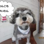 きょとんとしたMシュナ