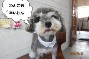 きょとんとしたMシュナ