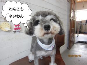 きょとんとしたMシュナ