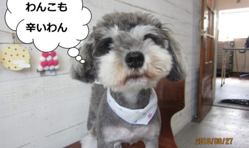 きょとんとしたMシュナ