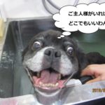 スパ中笑顔ミックス犬