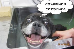 スパ中笑顔ミックス犬