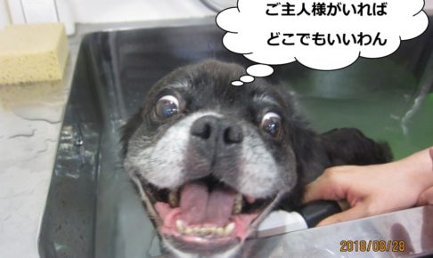 スパ中笑顔ミックス犬