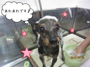 シャンプー中ミックス犬
