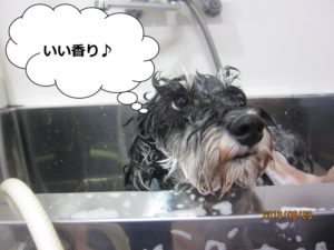 シャンプー中
