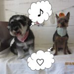 ご機嫌Mシュナミックス犬