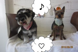 ご機嫌Mシュナミックス犬