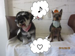 ご機嫌Mシュナミックス犬