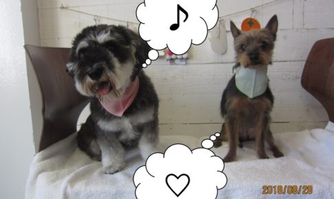 ご機嫌Mシュナミックス犬